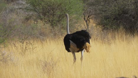 ostrich walking across savannah plains of masai