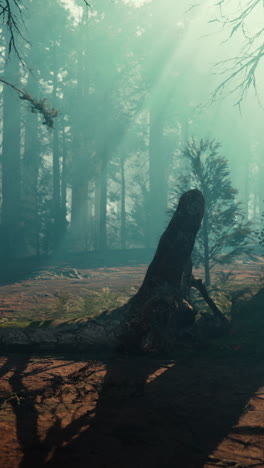 un bosque de niebla con árboles altos