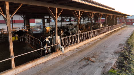 holstein cows in barn