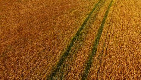 Gras-Weht-Im-Wind