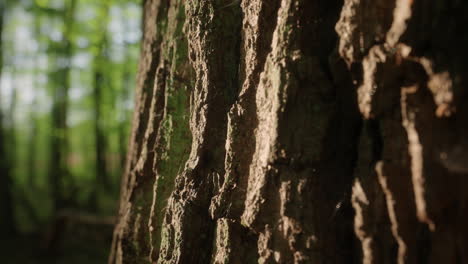 Discover-the-beauty-of-nature-with-a-close-up-of-a-majestic-oak-tree's-bark-in-the-lush-green-forest,-basking-in-the-warm-sunlight-of-a-peaceful-spring-morning