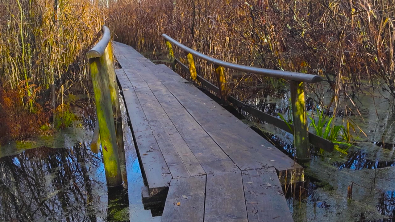 Wooden hiking trail or boardwalk going over bog water and a bridge in Pääsküla Estonia bog during a sunny morning day. Greenery on the dark bog water what is reflective and calm, and tall grass grows