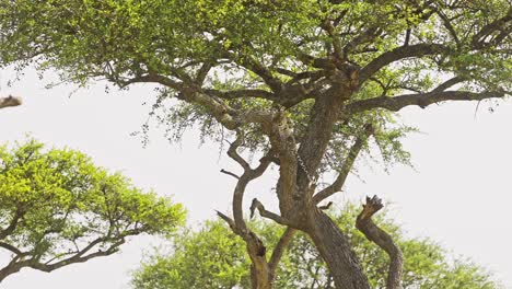 Slow-Motion-of-Leopard,-Beautiful-Masai-Mara-Wildlife-Animals,-Lying-on-a-Branch-Up-Resting-Up-an-Acacia-Tree-on-Maasai-Mara-Africa-Safari-in-Maasai-Mara-National-Reserve,-Kenya