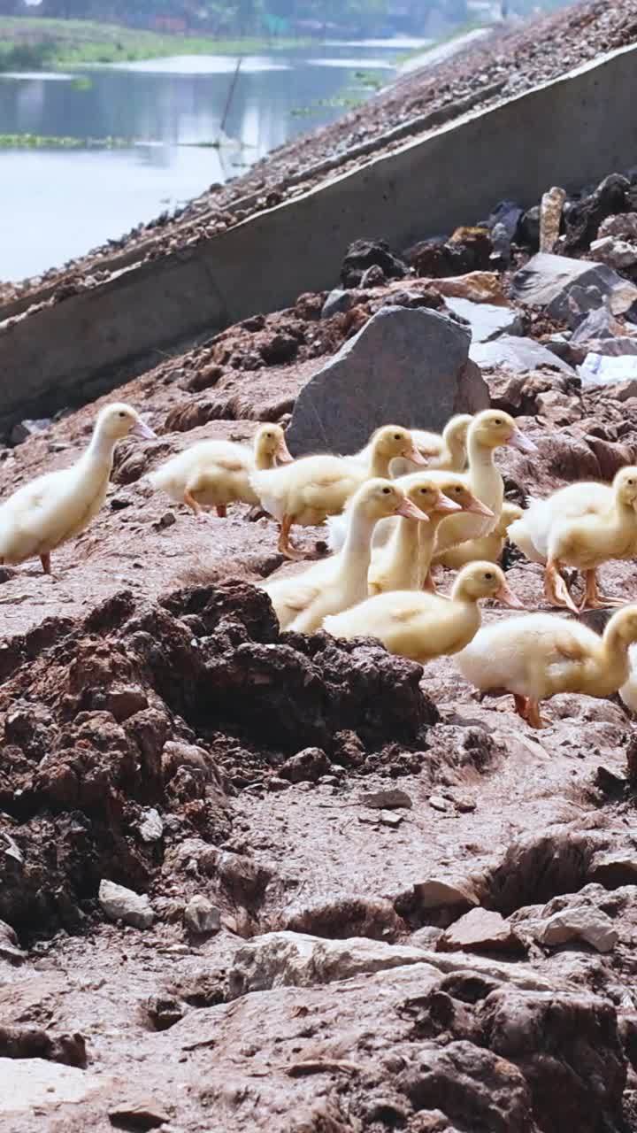 los patitos siguen a una persona a lo largo de una orilla del río