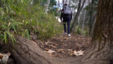 Low-angle-view-of-back-of-male-hiking-through-forest