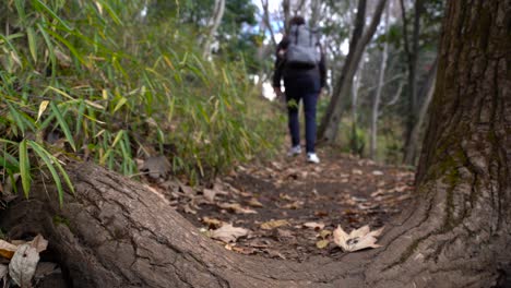 vista de ángulo bajo de la parte posterior del senderismo masculino a través del bosque