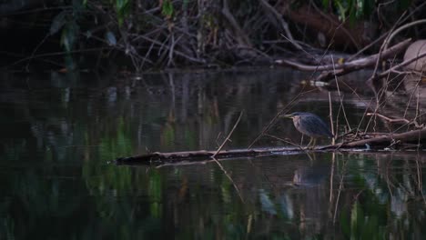 seen on a log getting ready to eat before the night as fishes around it jumping out of the water inviting it to feast, striated heron butorides striata, thailand