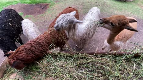 vista aérea de alpacas comiendo hierba en perú en una granja local