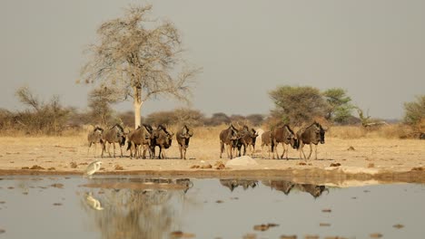 large herd of blue wildebeest slowly approaching waterhole in nxai pan