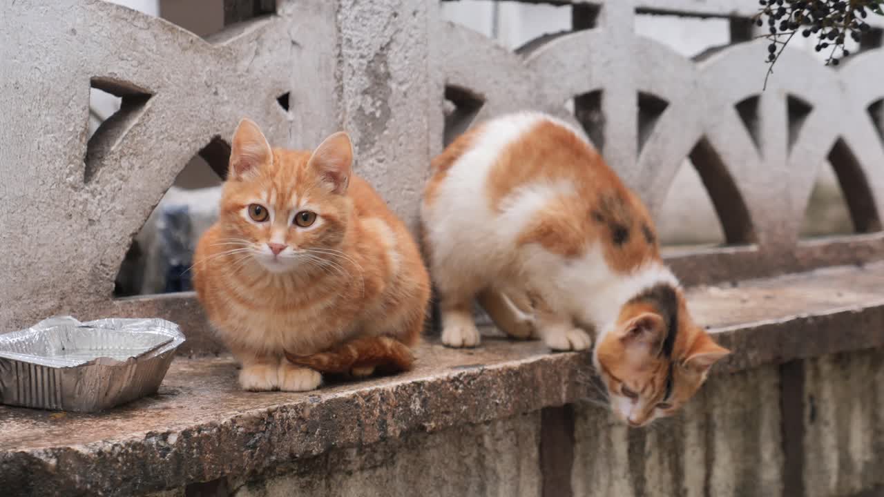 밖에서 먹는 두 마리의 귀여운 고양이