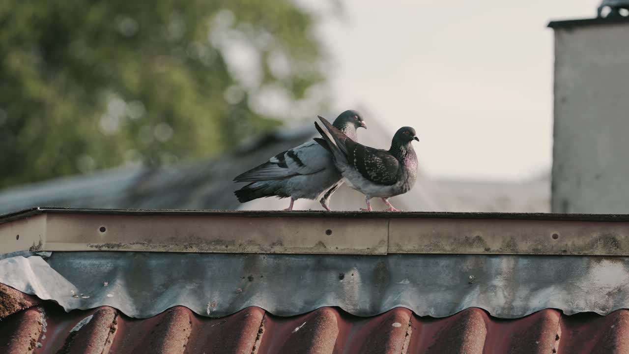 도시 도시 의 지붕 에  ⁇ 짓기 하는 비둘기 들,  ⁇ 드헬드 뷰