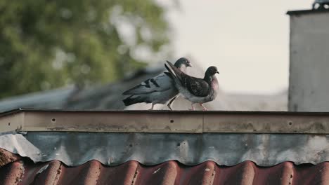 Tauben-Paaren-Sich-Auf-Dem-Dach-Eines-Gebäudes-In-Der-Stadt,-Handheld-Ansicht