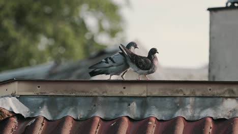 palomas apareándose en el techo de un edificio en una ciudad urbana, vista de mano