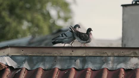 pigeons mating on building rooftop in urban city, handheld view