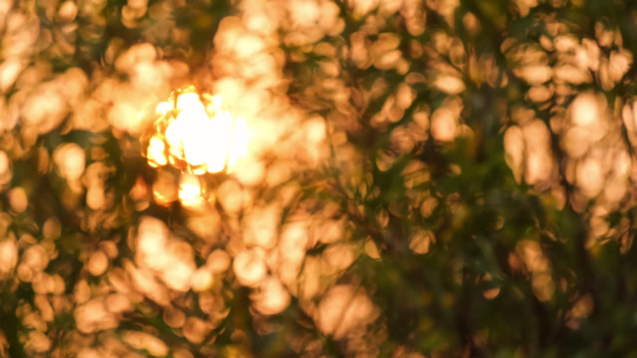 Sun rays through the green leaves of trees
