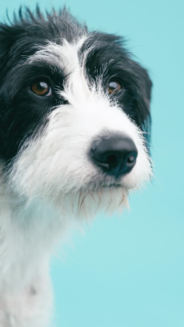 Close-up portrait of a black and white dog