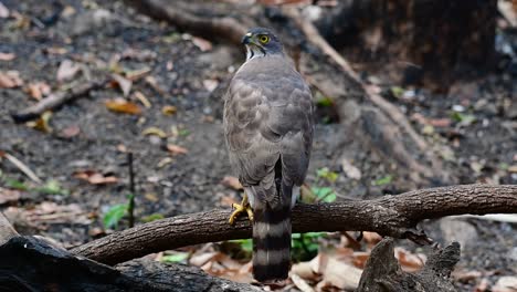 the crested goshawk is one of the most common birds of prey in asia and belonging to the same family of eagles, harriers