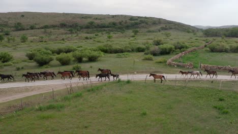 horse herding together on rural road in moutains