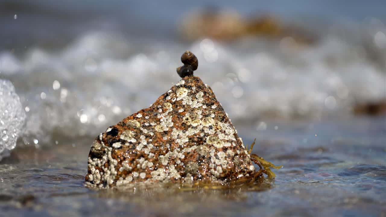 los caracoles apilados uno encima del otro permanecen quietos mientras la ola de agua choca y los golpea en cámara lenta, brillando y brillando