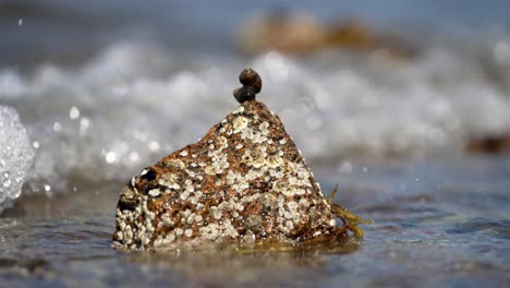 snails stacked on top of each other stay still as water wave crashes and hits them in slow motion, sparkling and shining