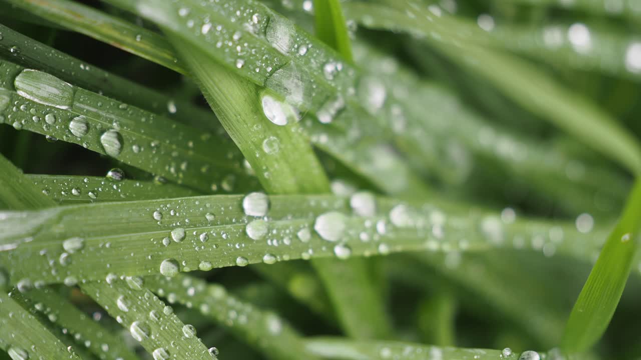 Close-up of Green Grass with Water Droplets