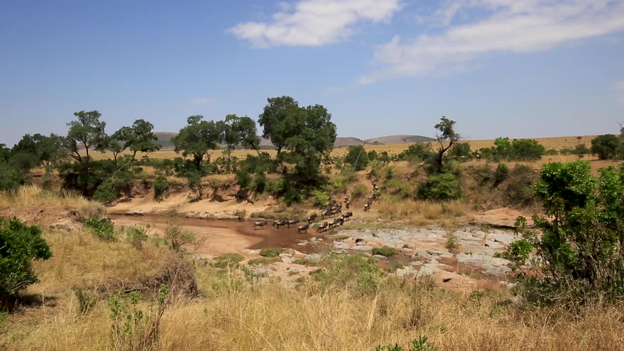amplia vista de la manada de ñus que migran a través de un río poco profundo en un caluroso día de verano en el serengeti, sabana africana, kenia, áfrica