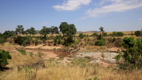 Wide-view-of-herd-of-wildebeest-migrating-across-shallow-river-on-hot-summer-day-in-the-Serengeti,-African-Savanna,-Kenya,-Africa