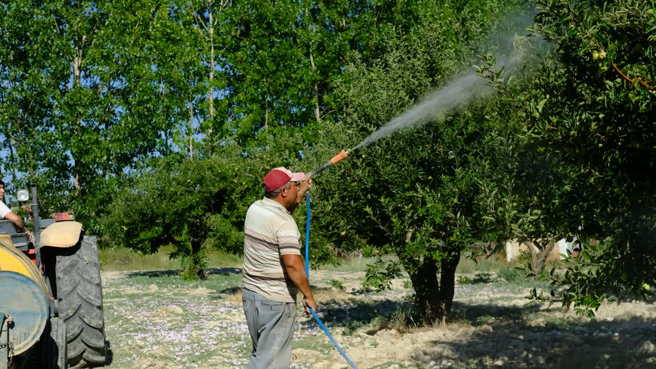 Uomo adulto che irrora un meleto con un trattamento