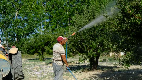 adult man sprays medicine apple orchard