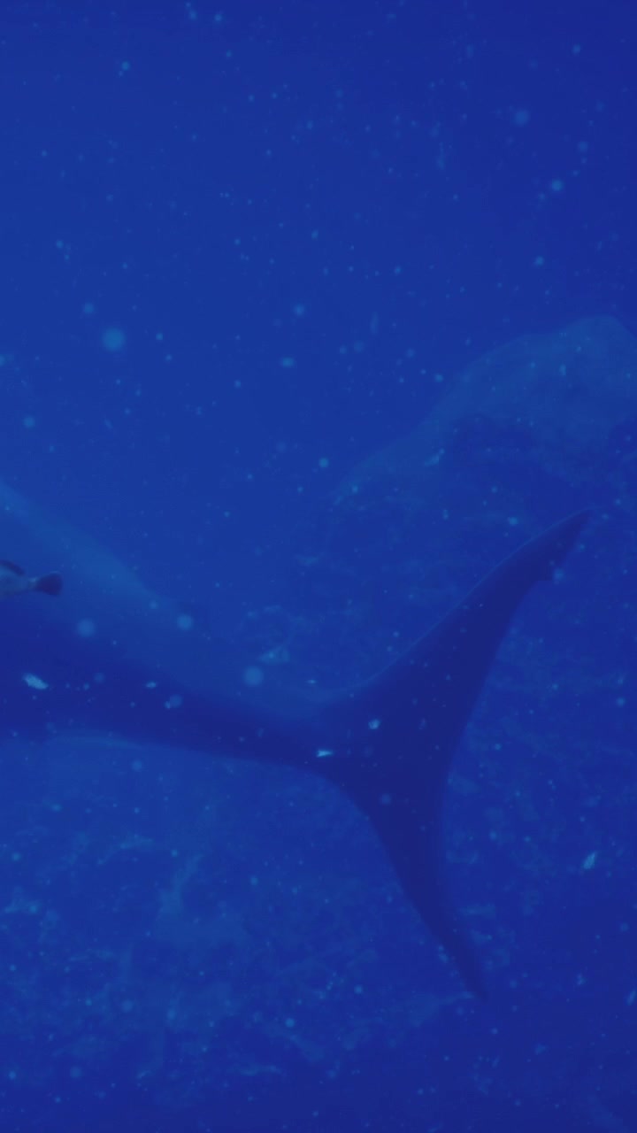 Ikan besar berenang di air laut biru tua dekat terumbu karang di hari yang cerah