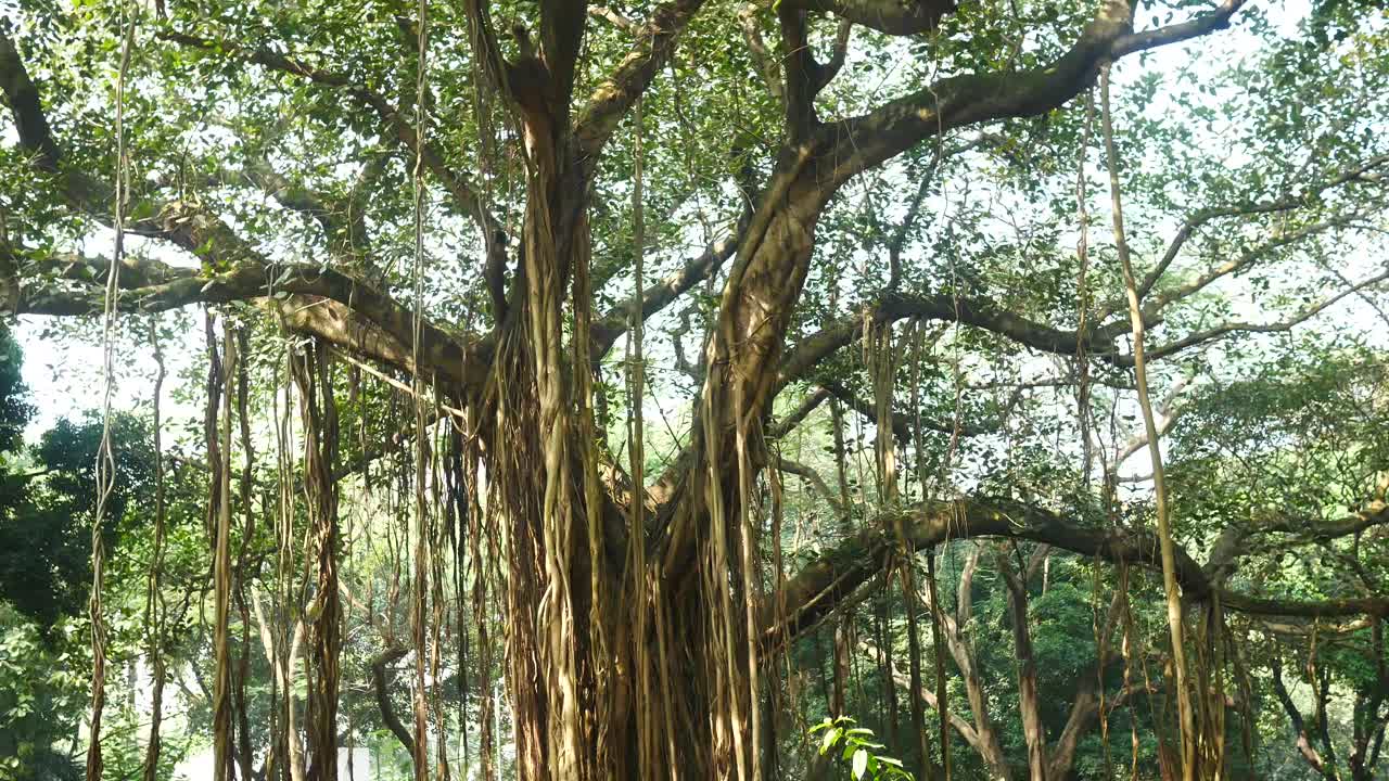 árbol de banyan en un bosque tropical