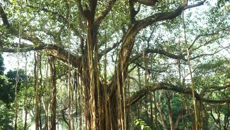 banyan tree in a tropical forest