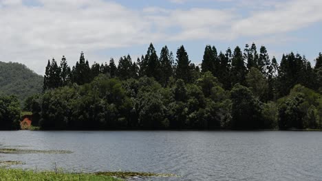 vista pacífica de un lago rodeado de densos árboles