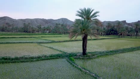 palmera datilera sola en los campos de cultivo de arrozales verdes separados por senderos en la temporada de primavera en irán