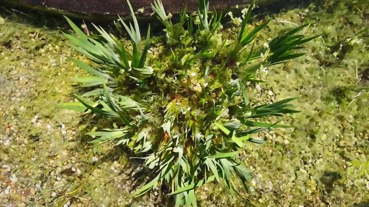 Nærbillede, top-down video af grønne vandplanter, der vokser i lavt vand, omgivet af alger og vådområdevegetation. Detalje af naturligt ferskvandsøkosystem i solrigt udendørsmiljø.