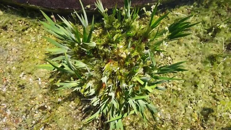 Video ravvicinato con vista dall'alto di piante acquatiche verdi che crescono in acqua bassa, circondate da alghe e vegetazione palustre. Dettaglio di un ecosistema naturale di acqua dolce in un ambiente esterno soleggiato