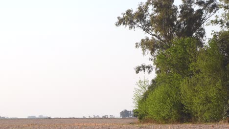 Un-Paisaje-Con-Una-Arboleda-Y-Un-Campo-Cubierto-De-Rastrojos