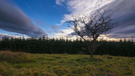 lapso de tiempo del paisaje agrícola rural con un solo árbol en primer plano y bosque de coníferas local en segundo plano durante una espectacular puesta de sol nublada en el condado de roscommon en irlanda