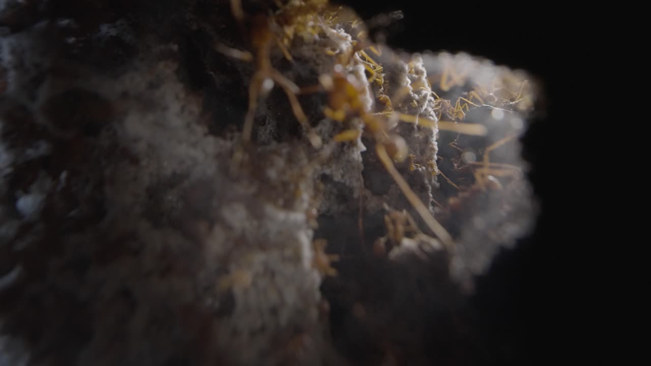 hormigas cortadoras de hojas dentro del nido, mirando a través de un agujero