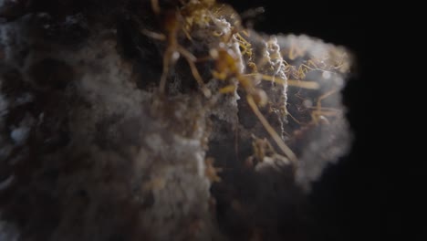 Leaf cutter ants inside nest, looking through a hole