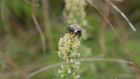 bumble bee landing on flower on windy day and flying away in tennessee