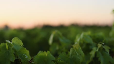 sunset over a vineyard