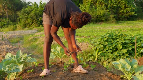 black female young farmer working on land plantation in africa, concept of food crisis and inflation in poor country