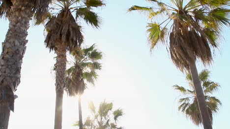 Lens-Flares-Auf-Palmen-Am-Strand