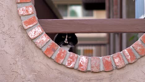 funny cat is carefully looking at the camera in 4k slow motion 60fps