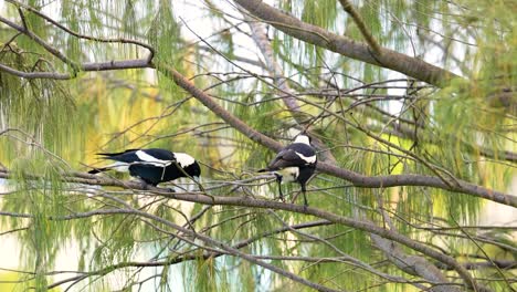 Two Australian Magpies on a Tree Branch