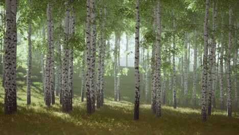 Birch-trees-on-the-green-grass