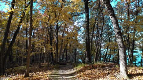 fall colors through forest leaves by hiking trail