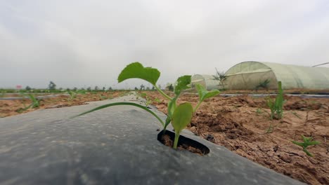 growing vegetables in green houses and drip irrigation