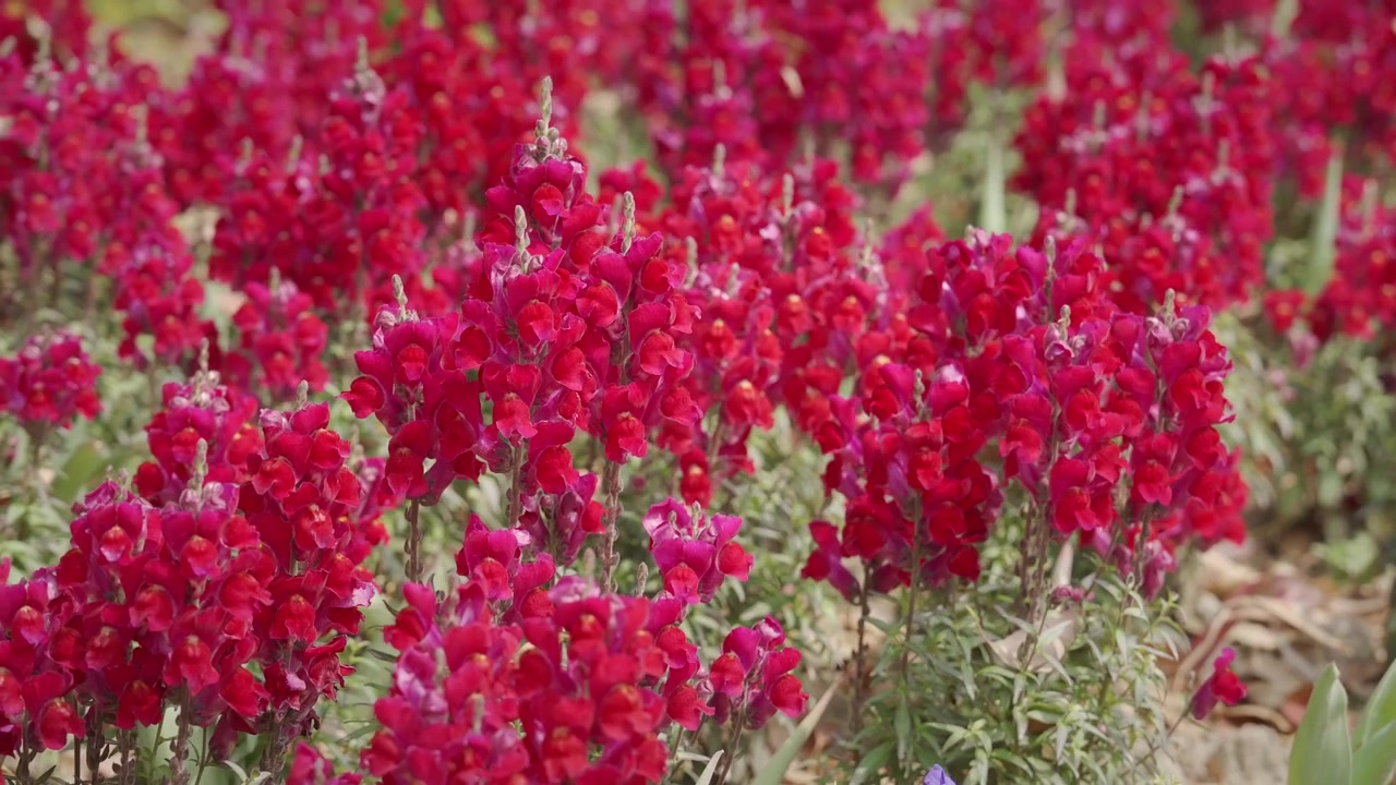 Alti steli di vivaci fiori di bocca di leone rossi sbocciano in un'aiuola fitta